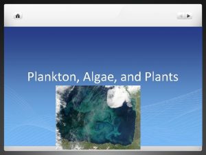 Plankton Algae and Plants Plankton l Plankton the