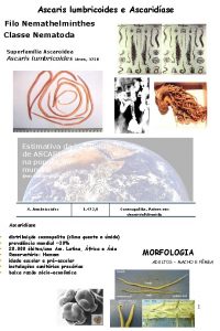 Ascaris lumbricoides e Ascaridase Filo Nemathelminthes Classe Nematoda