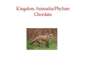 Kingdom AnimaliaPhylum Chordata Kingdom Animalia General Characteristics All