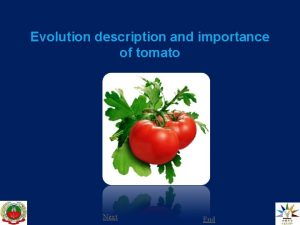 Evolution description and importance of tomato Next End