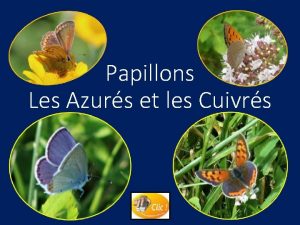 Papillons Les Azurs et les Cuivrs Les Azurs