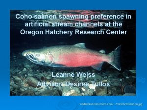Coho salmon spawning preference in artificial stream channels