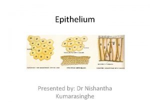 Epithelium Presented by Dr Nishantha Kumarasinghe Epithelium In