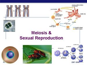 Meiosis Sexual Reproduction AP Biology 2007 2008 Cell