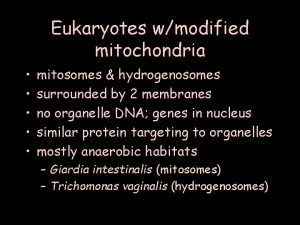 Eukaryotes wmodified mitochondria mitosomes hydrogenosomes surrounded by 2