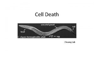 Cell Death Chuang Lab Caenorhabditis elegans is a