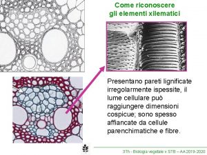 Come riconoscere gli elementi xilematici Presentano pareti lignificate