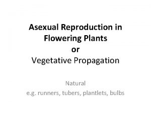 Vegetative propagation by stem can be seen in