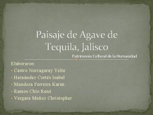 Paisaje de Agave de Tequila Jalisco Patrimonio Cultural