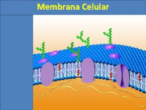 Membrana Celular Membrana Celular 1 Constituio da Membrana