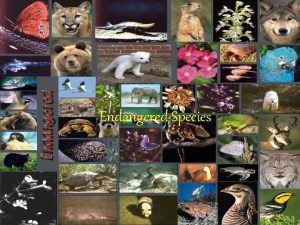 Endangered Species An endangered species is a population
