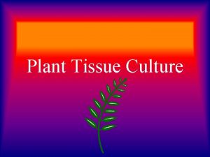 Plant tissue culture terminology