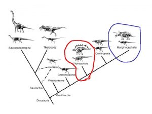 Thyreophora shield bearer Armored dinosaurs diagnosed by the