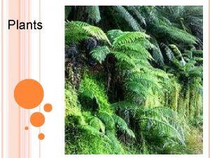 Plants WHAT ARE PLANTS Plants are multicellular and Plants WHAT ARE PLANTS Plants are multicellular and