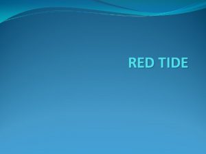 What is red tide phenomenon