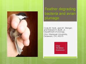 Feather degrading bacteria and avian plumage Cody M