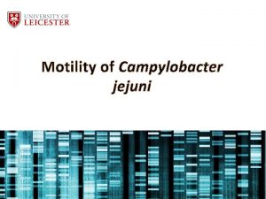 Motility of Campylobacter jejuni Campylobacter jejuni The facts