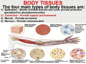 BODY TISSUES The four main types of body
