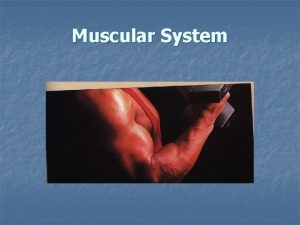Muscular System Three types of Muscles Found in
