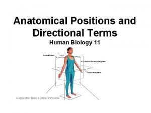 Anatomical Positions and Directional Terms Human Biology 11