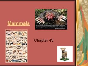 Mammals Chapter 43 The best mammals Origin Evolution