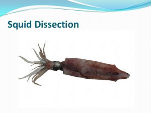 Squid Dissection Taxonomy of the Squid Kingdom Animalia
