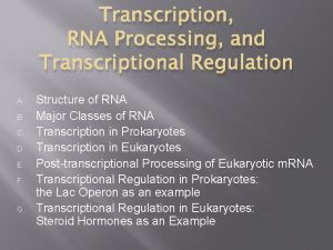 Transcription RNA Processing and Transcriptional Regulation A B