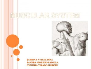 MUSCULAR SYSTEM MUSCLE Muscle tissue or organ of