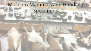 Museum Mammals and Handling Specimens Expectation Reality Why
