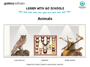 Animals Longeared owl Butterflies Images from Gallery Oldhams