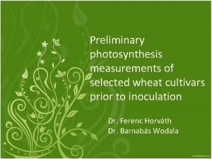 Preliminary photosynthesis measurements of selected wheat cultivars prior