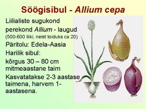 Sgisibul Allium cepa Liilialiste sugukond perekond Allium laugud
