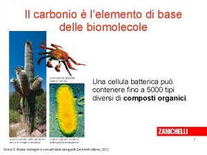 Il carbonio lelemento di base delle biomolecole Una