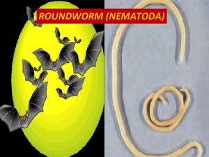 ROUNDWORM NEMATODA ROUNDWORM NEMATODA Roundworm also called nematode