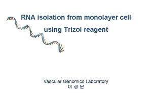 RNA isolation from monolayer cell using Trizol reagent