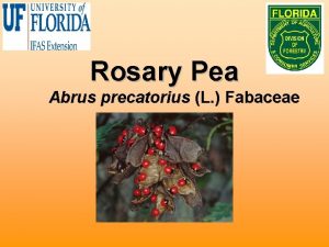Rosary Pea Abrus precatorius L Fabaceae Biology Other