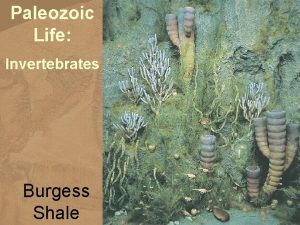 Paleozoic Life Invertebrates Burgess Shale Paleozoic Life Geology