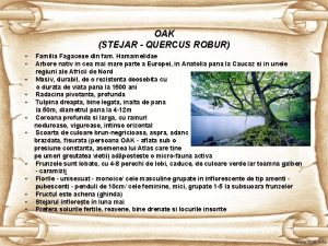 Quercus robur familie