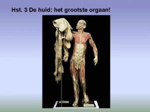 Hst 3 De huid het grootste orgaan 3