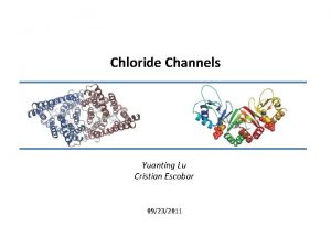 Chloride Channels Yuanting Lu Cristian Escobar 09232011 Cells