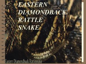 EASTERN DIAMONDBACK RATTLE SNAKE Class Reptilia Order Squamata