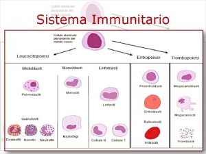 Sistema Immunitario 1 Sistema Immunitario Strappare la Medicina