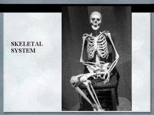 SKELETAL SYSTEM Functions of the Skeletal System Bones