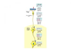 Synaptic Transmission Synaptic Transmission is either Electrical or