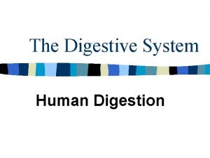 The Digestive System Human Digestion Digestion n Process