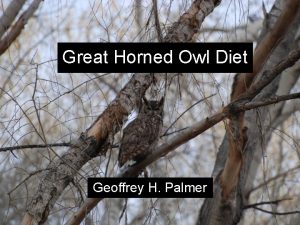 Great Horned Owl Diet Geoffrey H Palmer Intro