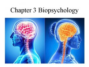 Chapter 3 Biopsychology The Nervous System Neurons Neurotransmitters