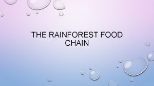 Food chain of the tropical rainforest