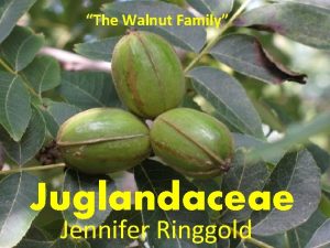 The Walnut Family Juglandaceae Jennifer Ringgold Genera 8