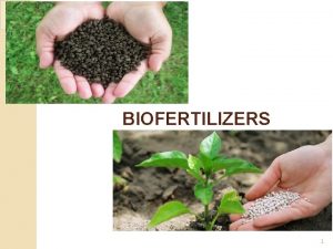 BIOFERTILIZERS 1 BIOFERTILIZER By Vipul K Panchal 2